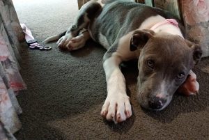 American Staffordshire Bull Terrier – Murray Bridge