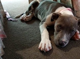 American Staffordshire Bull Terrier – Murray Bridge
