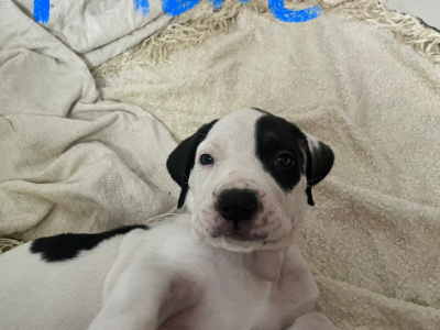 Cane Corso – Balgal Beach