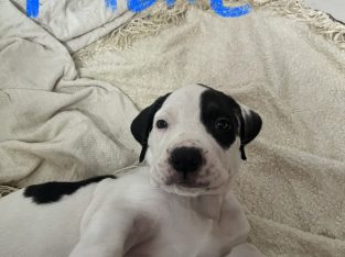 Cane Corso – Balgal Beach