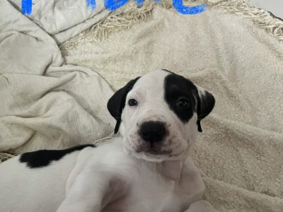 Cane Corso – Balgal Beach