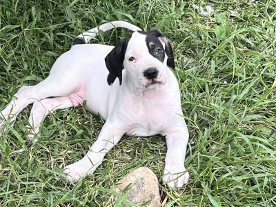 Neapolitan Mastiff – Balgal Beach