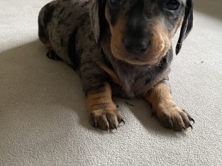 Dachshund – Ballarat