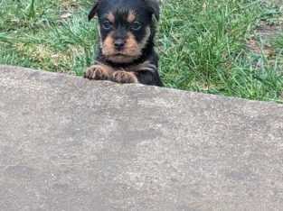 Schnauzer (Miniature) – Creswick