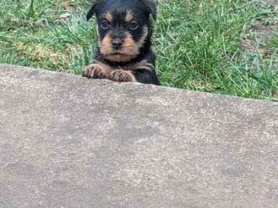 Schnauzer (Miniature) – Creswick