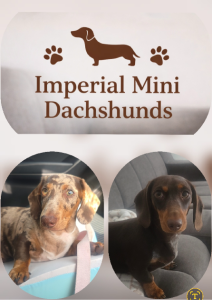 Miniature Dachshund – Imperialminidachshunds