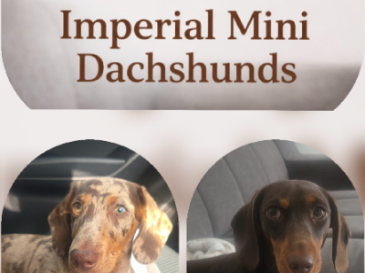 Miniature Dachshund – Imperialminidachshunds