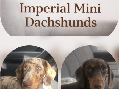 Miniature Dachshund – Imperialminidachshunds