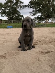 Great Dane – Warragul