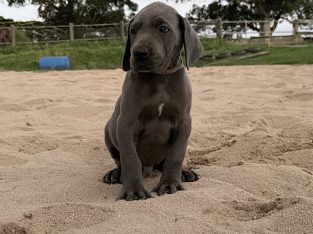 Great Dane – Warragul