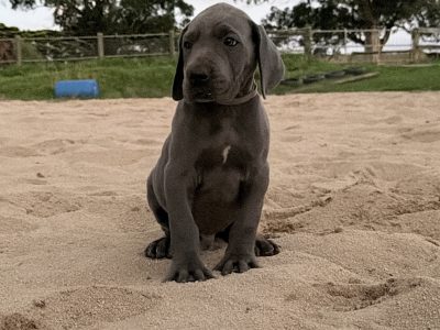 Great Dane – Warragul