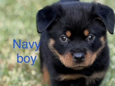 Rottweiler – Bannockburn