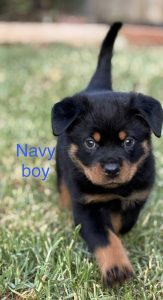 Rottweiler – Bannockburn