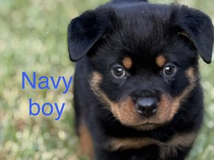 Rottweiler – Bannockburn