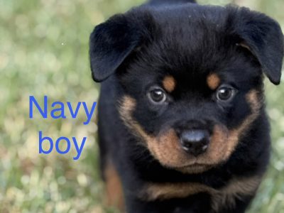 Rottweiler – Bannockburn