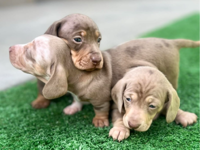 Miniature Dachshund – Thurgoona