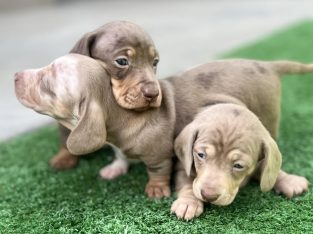 Miniature Dachshund – Thurgoona