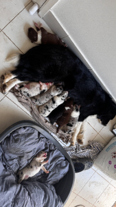 Bearded Collie – Penrith