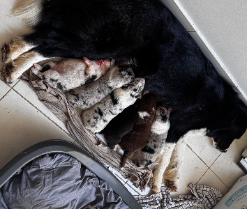 Bearded Collie – Penrith