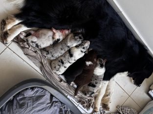 Bearded Collie – Penrith