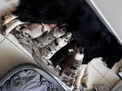 Bearded Collie – Penrith
