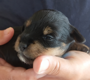 Schnoodle – Safety Bay