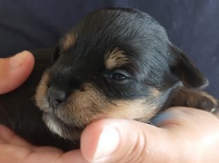 Schnoodle – Safety Bay