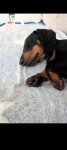 Dachshund – Caringbah