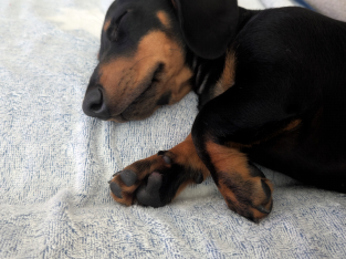 Dachshund – Caringbah