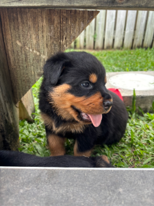 Rottweiler – Townsville City