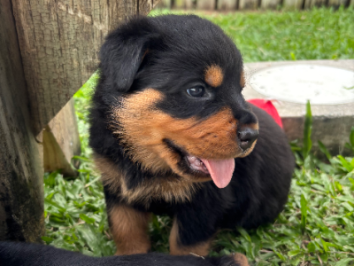 Rottweiler – Townsville City