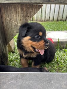 Rottweiler – Townsville City