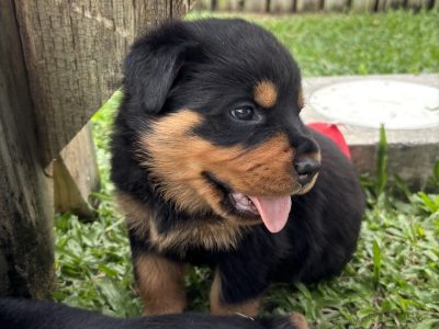Rottweiler – Townsville City