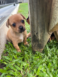 Chihuahua – Townsville City