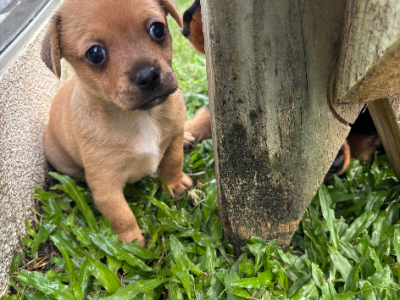 Chihuahua – Townsville City