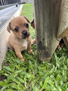 Chihuahua – Townsville City