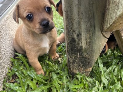 Chihuahua – Townsville City