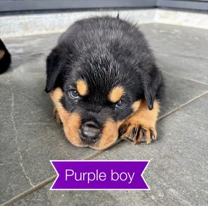 Rottweiler – Townsville