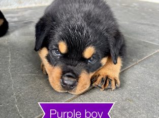 Rottweiler – Townsville City