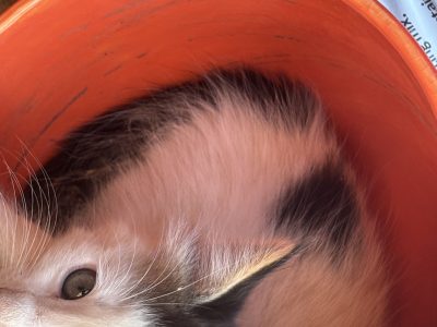 Turkish Van – Sydenham