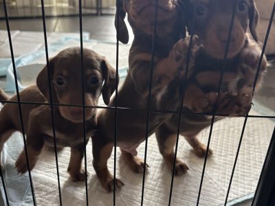 Dachshund – Caboolture