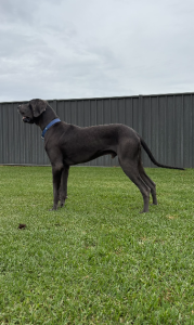 Great Dane – Forbes