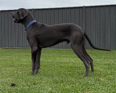 Great Dane – Forbes