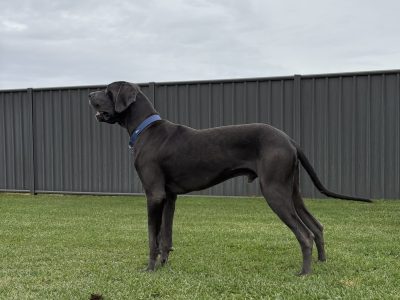 Great Dane – Forbes