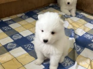 Samoyed – Cobbitty