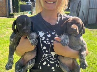 German Shorthaired Pointer – Terang