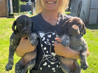 German Shorthaired Pointer – Terang