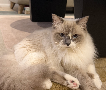 Ragdoll – Glenhaven