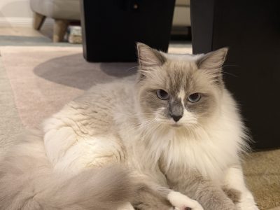 Ragdoll – Glenhaven