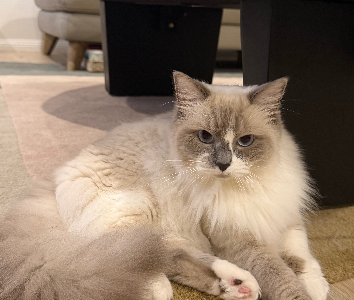 Ragdoll – Glenhaven